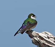 Picture/image of Violet-green Swallow