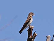 Picture/image of Northern Rough-winged Swallow