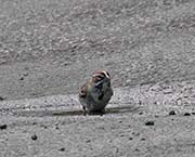 Picture/image of Lark Sparrow