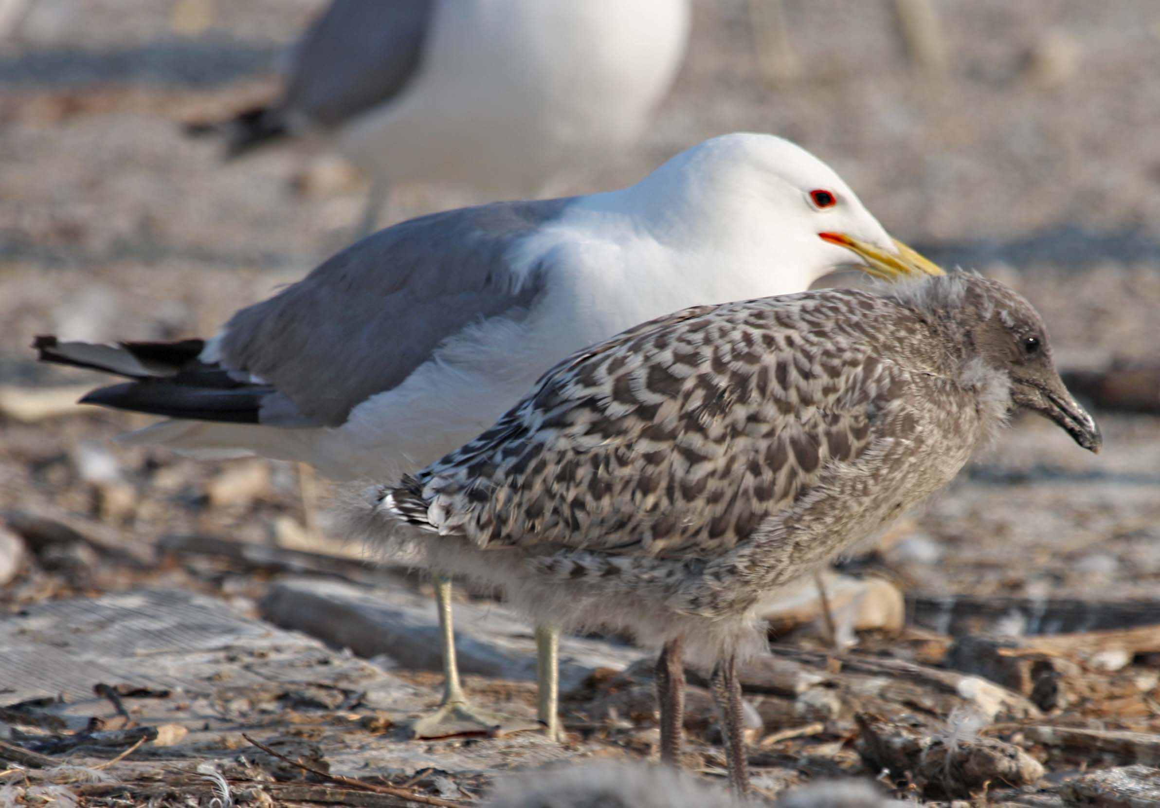 pictures-and-information-on-california-gull