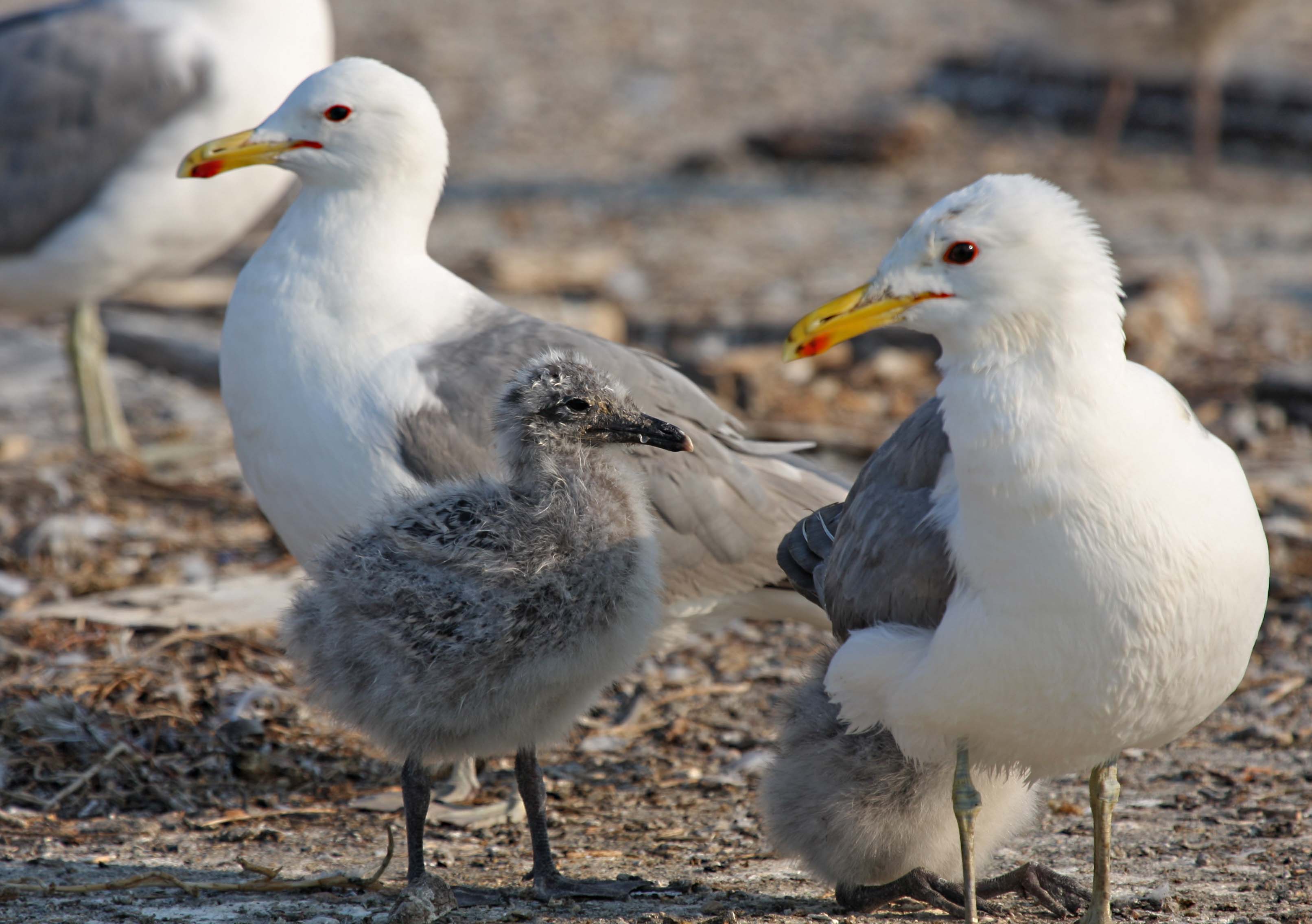 pictures-and-information-on-california-gull