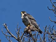 Picture/image of Peregrine Falcon