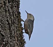 Picture/image of White-breasted Nuthatch