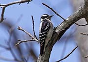 Picture/image of Hairy Woodpecker