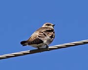 Picture/image of Northern Rough-winged Swallow