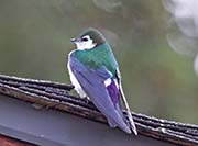 Picture/image of Violet-green Swallow