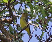 Picture/image of Western Tanager