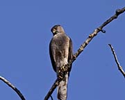 Picture/image of Cooper's Hawk