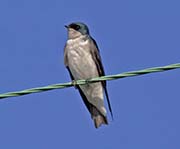 Picture/image of Tree Swallow
