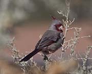 Picture/image of Pyrrhuloxia