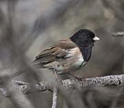 Picture/image of Dark-eyed Junco