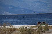 Picture/image of Salton Sea