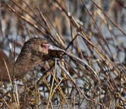 Picture/image of White-faced Ibis
