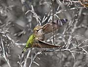 Picture/image of Calliope Hummingbird