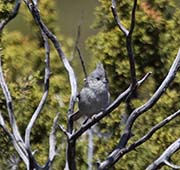 Picture/image of Bridled Titmouse