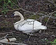 Picture/image of Trumpeter Swan