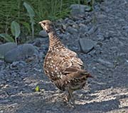 Picture/image of Spruce Grouse