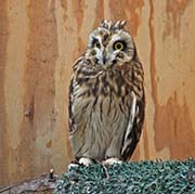 Picture/image of Short-eared Owl