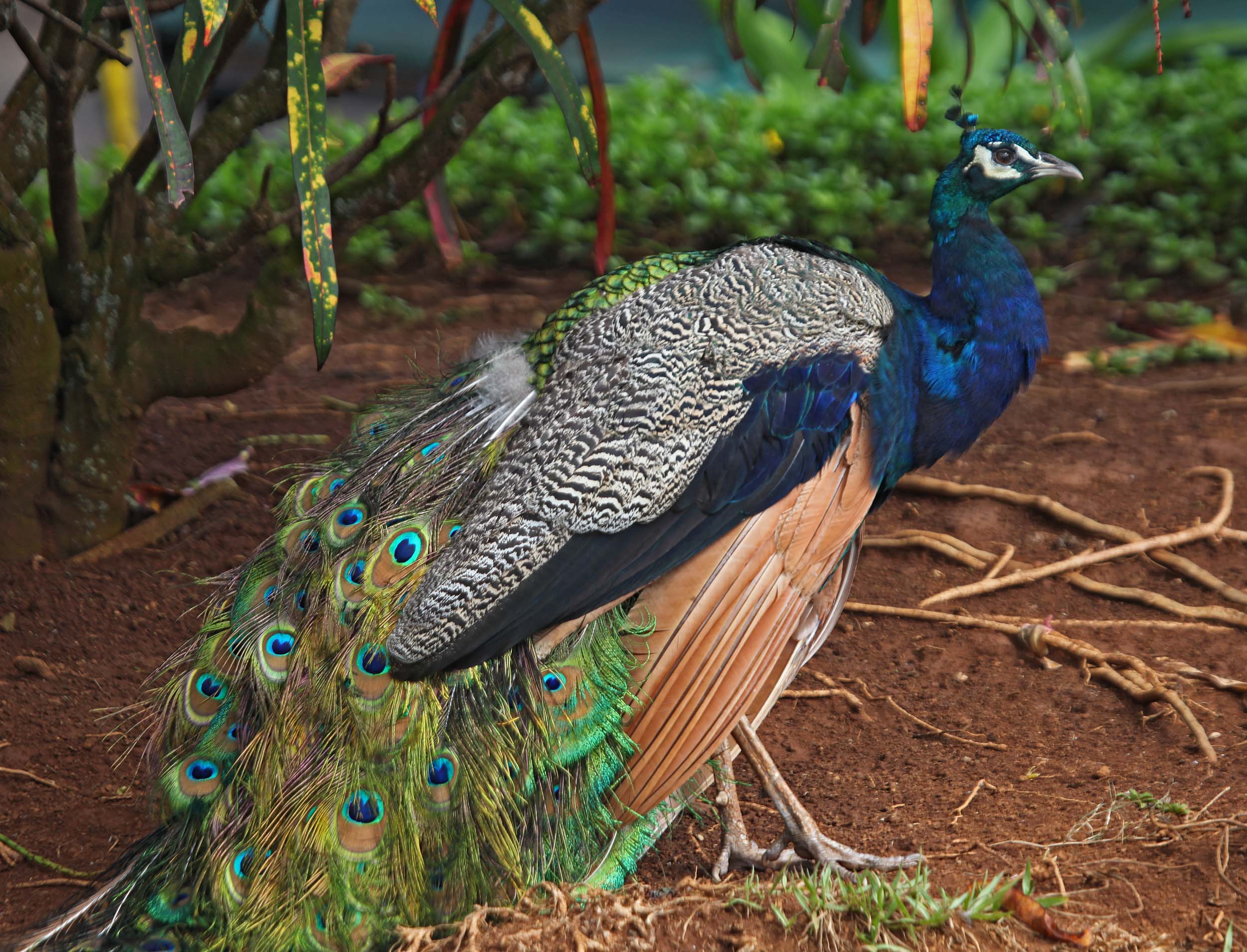 Pictures And Information On Indian Peafowl Pictures And Information On Indian Peafowl