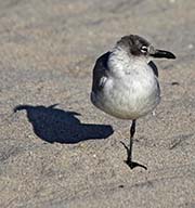 Picture/image of Laughing Gull