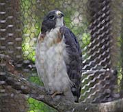 Picture/image of Short-tailed Hawk