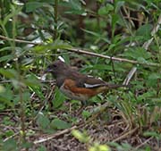 Picture/image of Eastern Towhee