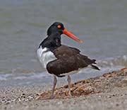 Picture/image of American Oystercatcher