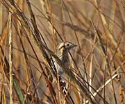 Picture/image of Nelson's Sparrow