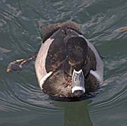 Picture/image of Ring-necked Duck