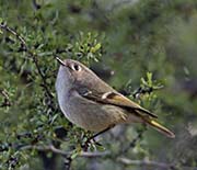 Picture/image of Ruby-crowned Kinglet