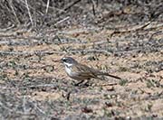 Picture/image of Sagebrush Sparrow