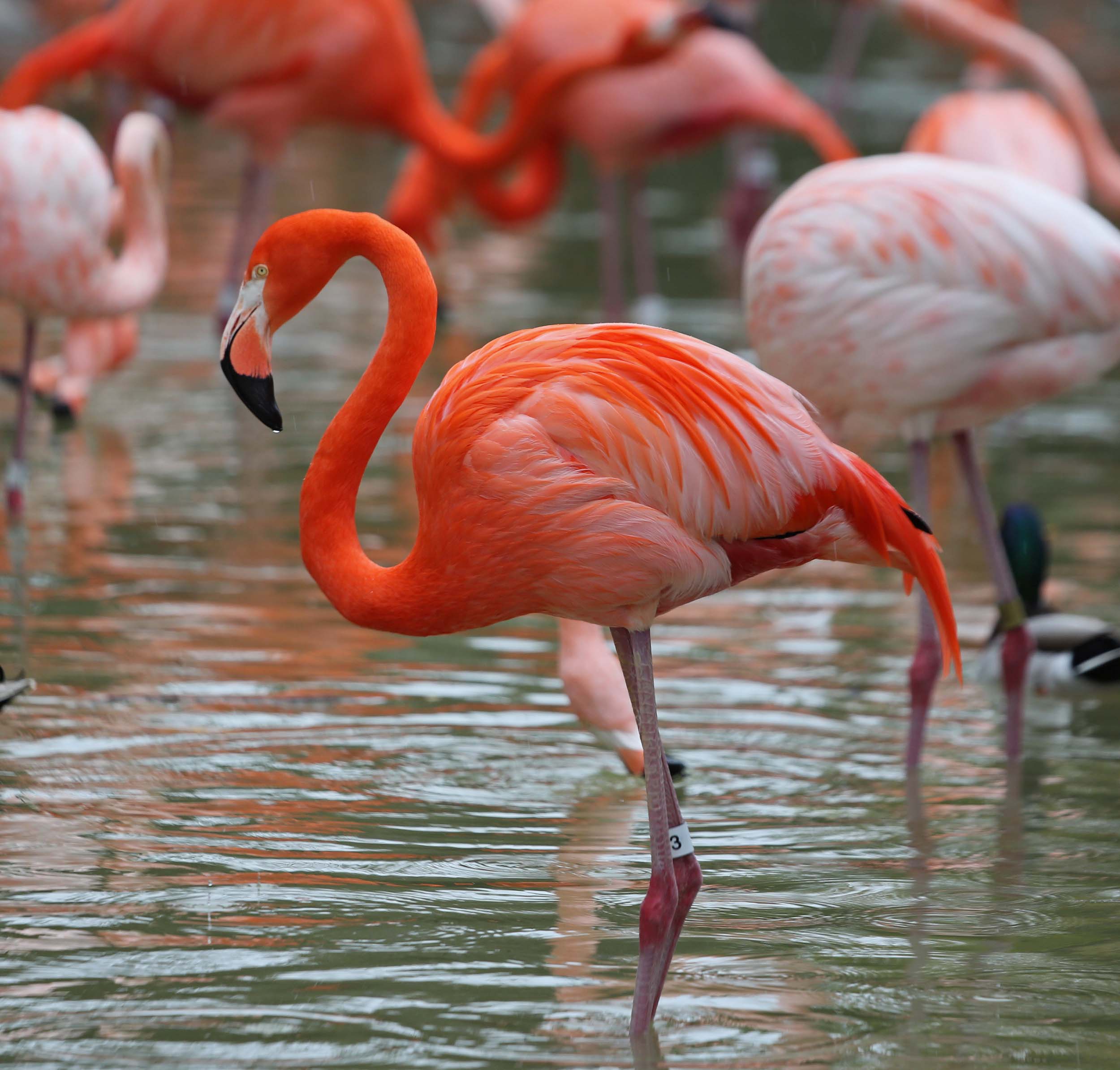 flamingo pictures ebay