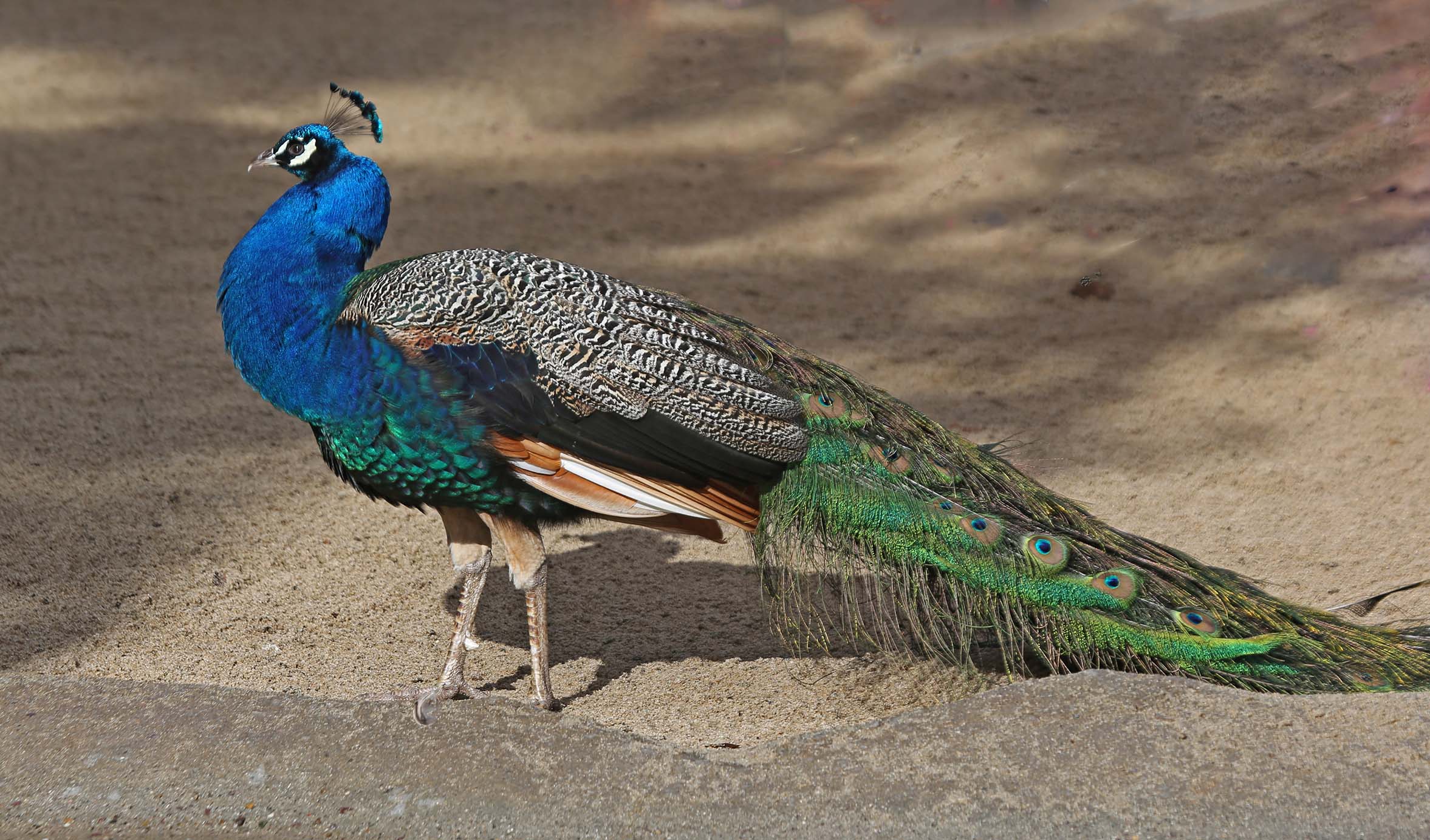 Pictures And Information On Indian Peafowl 