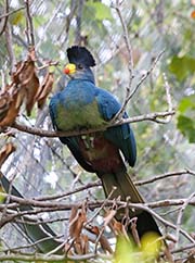 Picture/image of Great Blue Turaco