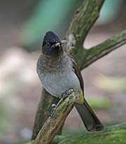 Picture/image of Common Bulbul