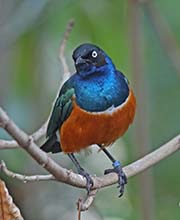 Picture/image of Superb Starling