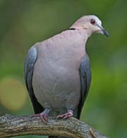 Picture/image of Red-eyed Dove