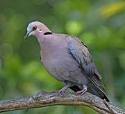 Picture/image of Red-eyed Dove
