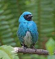 Picture/image of Swallow Tanager