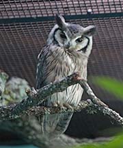 Picture/image of Southern White-faced Owl