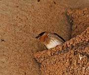 Picture/image of Cave Swallow