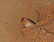 Picture/image of Cave Swallow