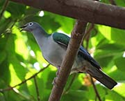 Picture/image of Spectacled Imperial Pigeon