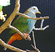 Picture/image of Black-naped Fruit-Dove