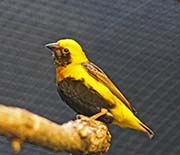 Picture/image of Yellow-crowned Bishop