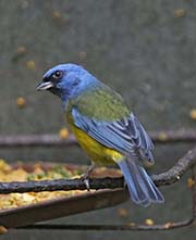 Picture/image of Blue-and-yellow Tanager
