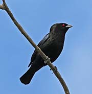 Picture/image of Bronzed Cowbird