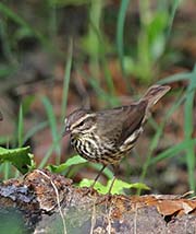 Picture/image of Northern Waterthrush