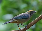 Picture/image of Scrub Tanager