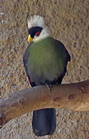 Picture/image of White-crested Turaco